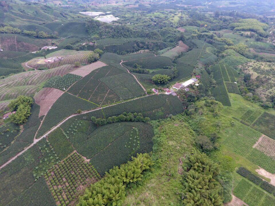Hacienda Cafetera La Gaviota Villa Chinchiná Eksteriør billede